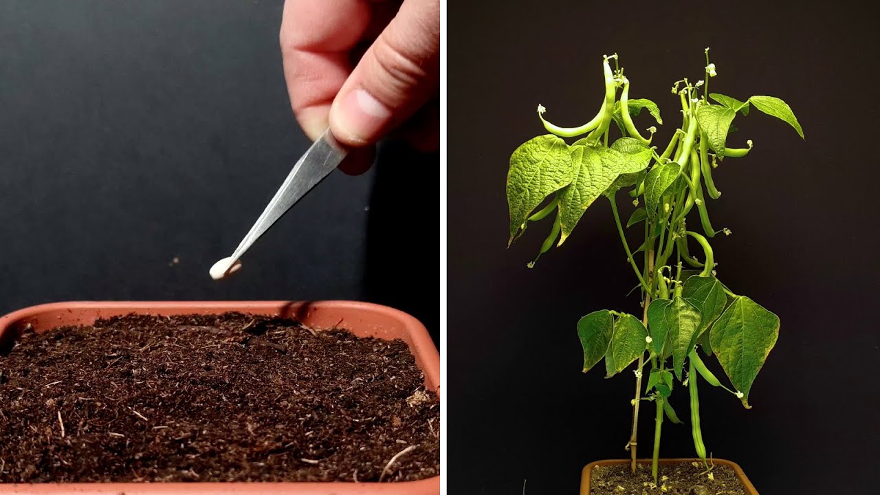 Beans time lapse - 53 days