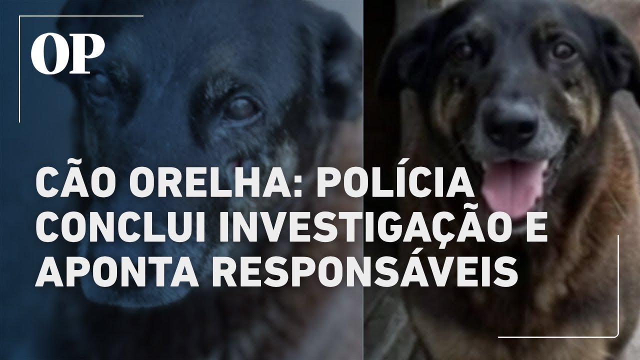Delegados detalham como identificaram jovem responsável pela morte do Cão Orelha; veja vídeo 