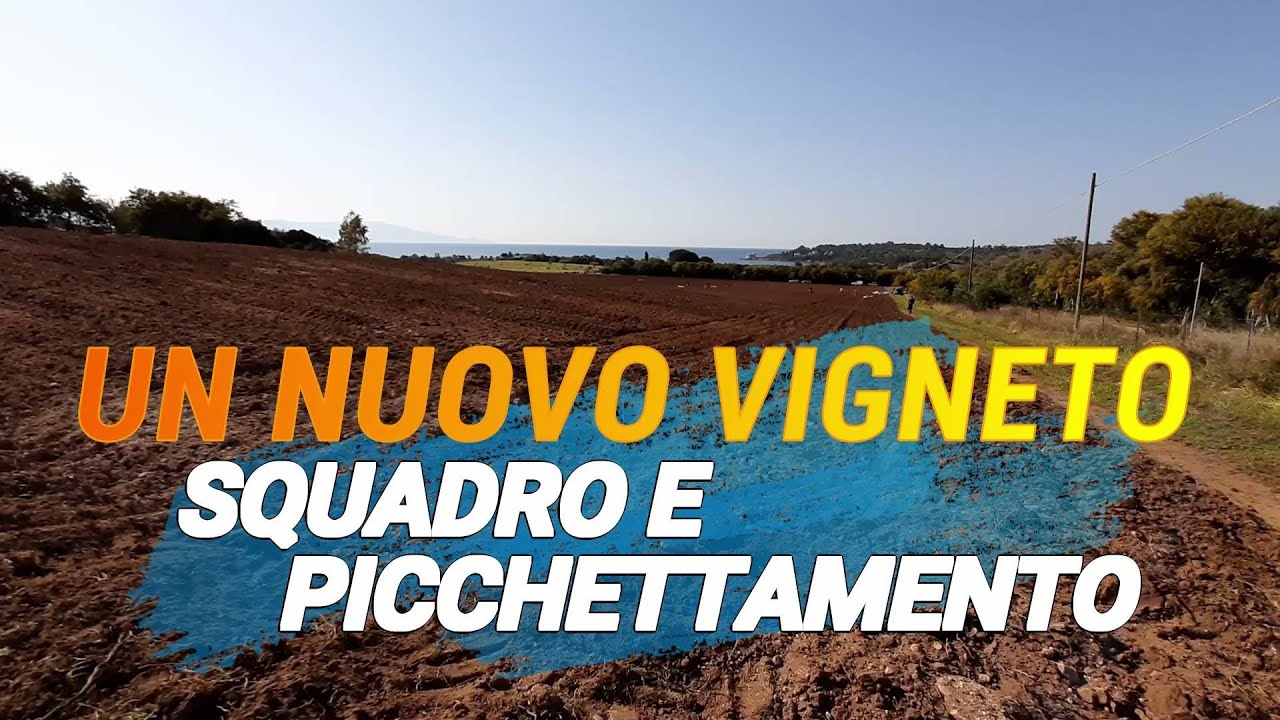 IMPIANTO DI UN NUOVO VIGNETO EP. 2: Squadro e picchettamento