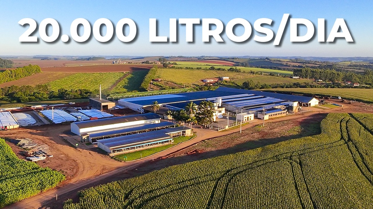 20 MIL LITROS/DIA, 500 VACAS, CAMA DE ESTERCO E VENTILAÇÃO CRUZADA | Fazenda Querência do Guaçu 🇧🇷