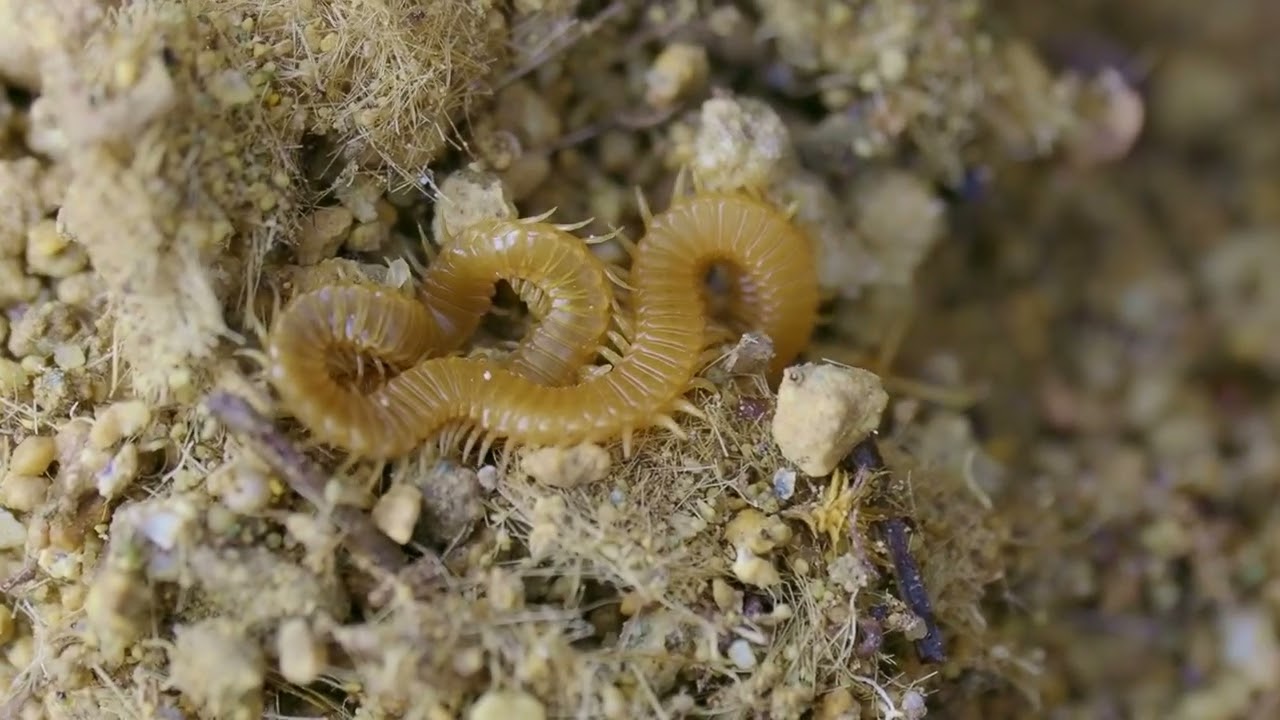 Family Himantariidae