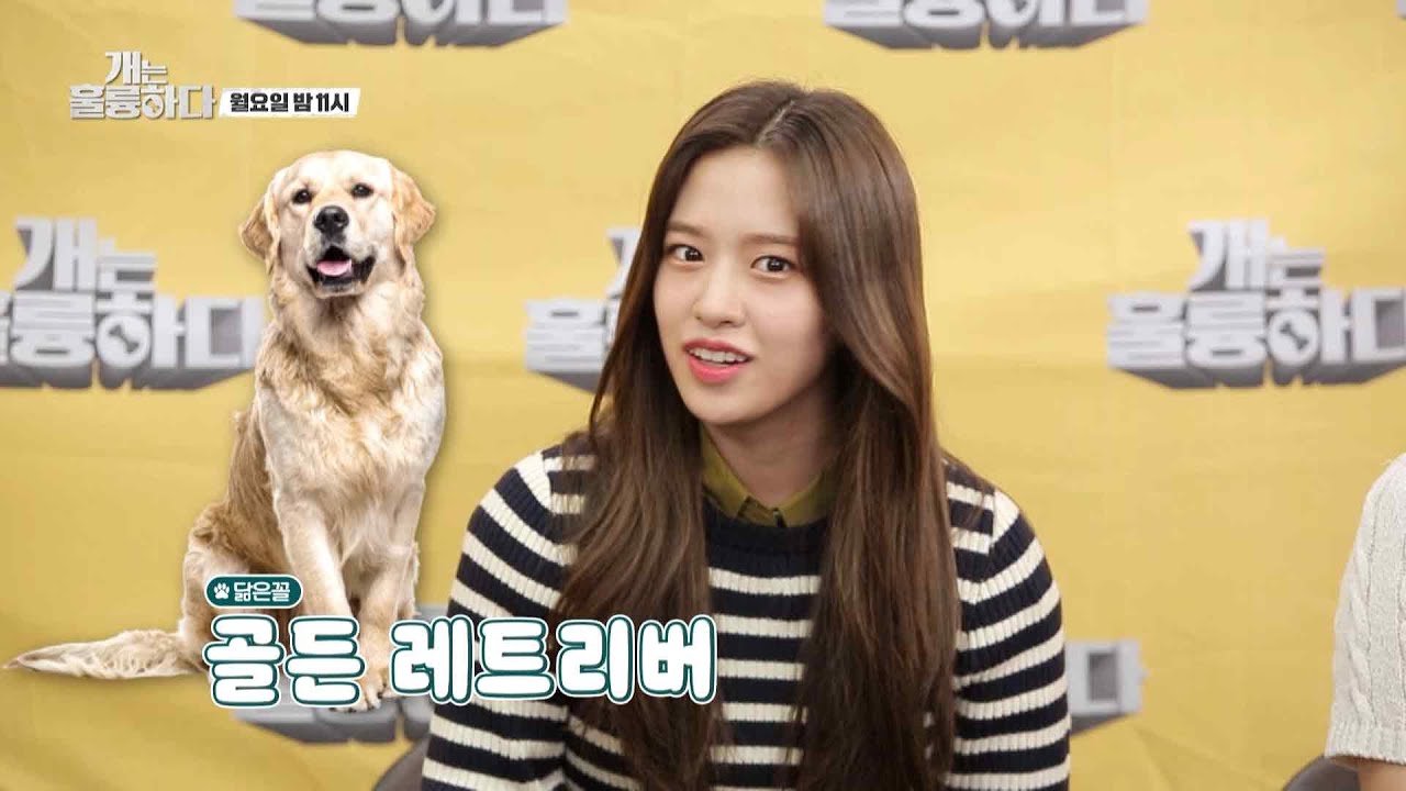 [선공개] 개인기부터 강아지 닮은 꼴까지! 개훌륭을 찾은 아이브💘 [개는 훌륭하다/Dogs Are Incredible] | KBS 방송