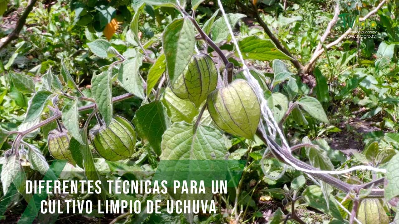 Diferentes técnicas para un cultivo limpio de uchuva - TvAgro por Juan Gonzalo Angel Restrepo