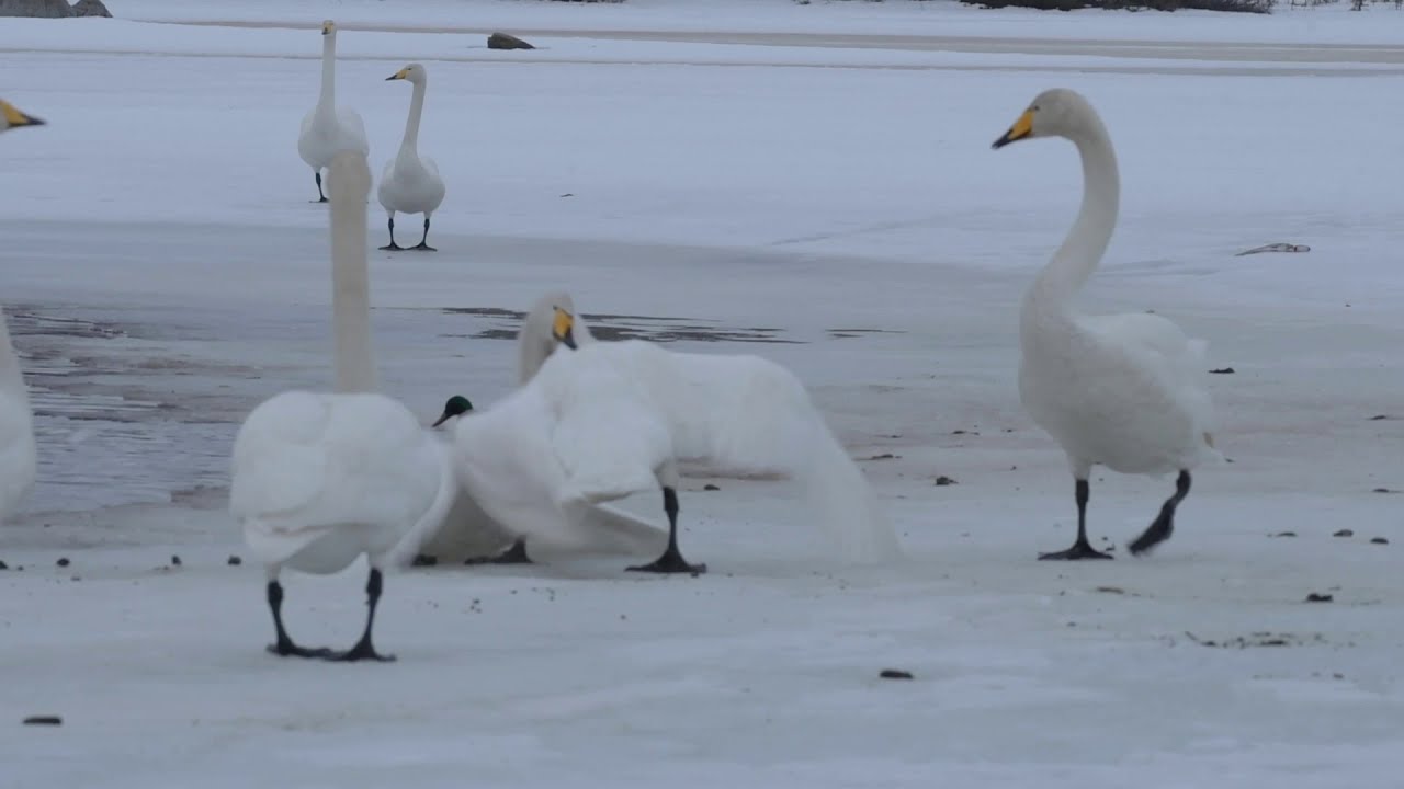 WHOOPER SWAN, National bird of FINLAND || photograph their territory battles at the closerange!