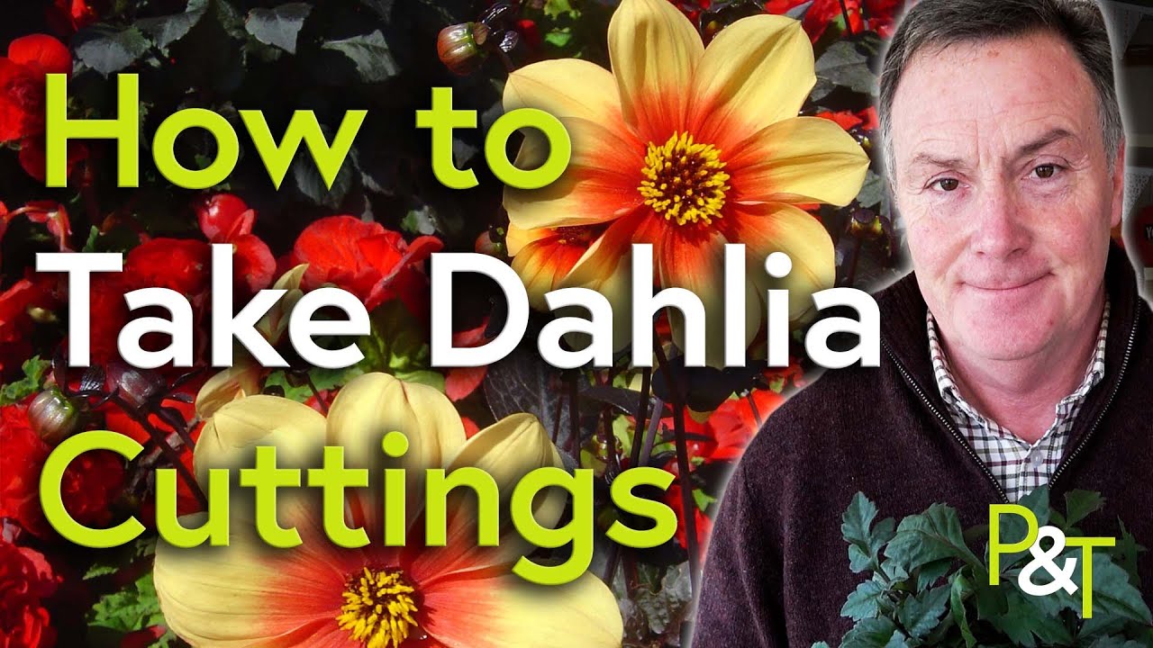 How to Take Dahlia Cuttings - Pots & Trowels