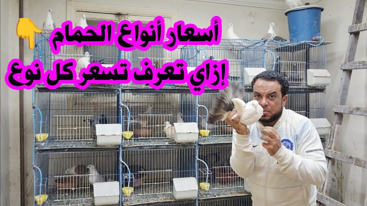 عاوزين نعرف أسعار جميع أنواع الحمام الشغال والزغاليل فيديو مهم لكل مبتداء ولكل غاوي طيور 🐦 📢
