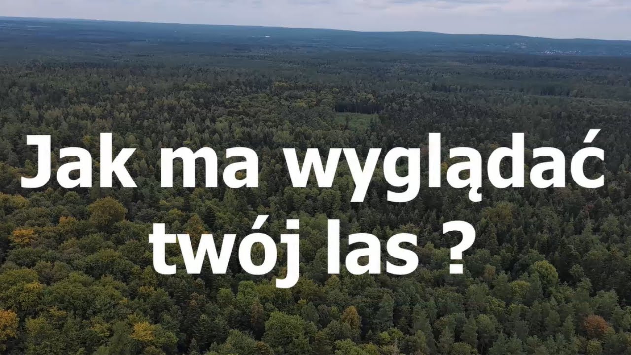 Jak ma wyglądać Twój las? Odc. 1 Zręby zupełne