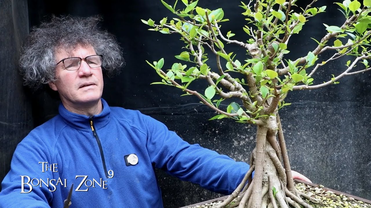 Ficus Friday, Refinement, The Bonsai Zone, May 2022