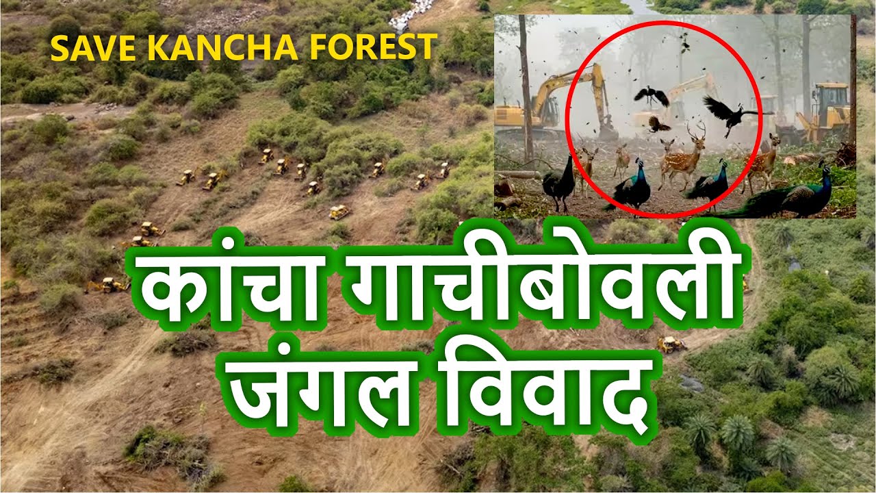 Kancha Gachibowli Forest Cutting | Hyderabad Jungle Controversy Explained