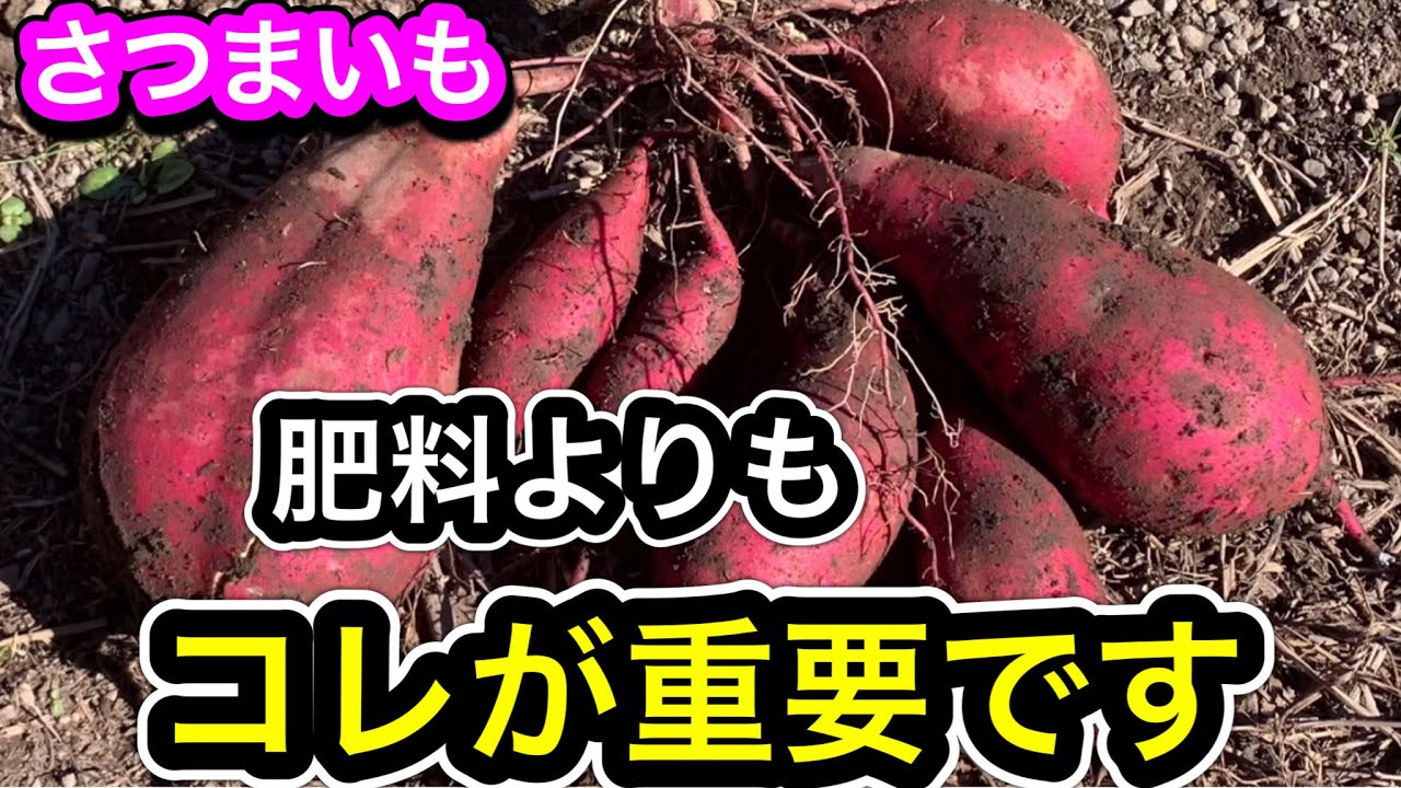 【さつまいも】甘くてよく育つ！肥料はコレで大量収穫！さらに重要な秘訣を解説します。無肥料で育てる条件。失敗原因。米ぬか、草木灰栽培方法、土作り。収穫比較実験。畝の作り方