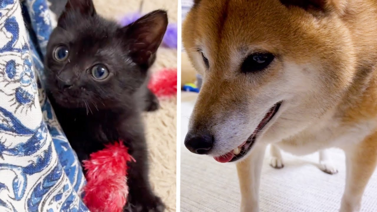 自分と同じ空気感の仔猫が気になってしかたない柴犬♥