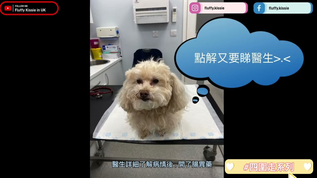 🇬🇧毛孩英國睇醫生+Newcastle遊玩篇🏴󠁧󠁢󠁥󠁮󠁧󠁿 [英國睇獸醫] [UK Vets] [Vets4Pets]