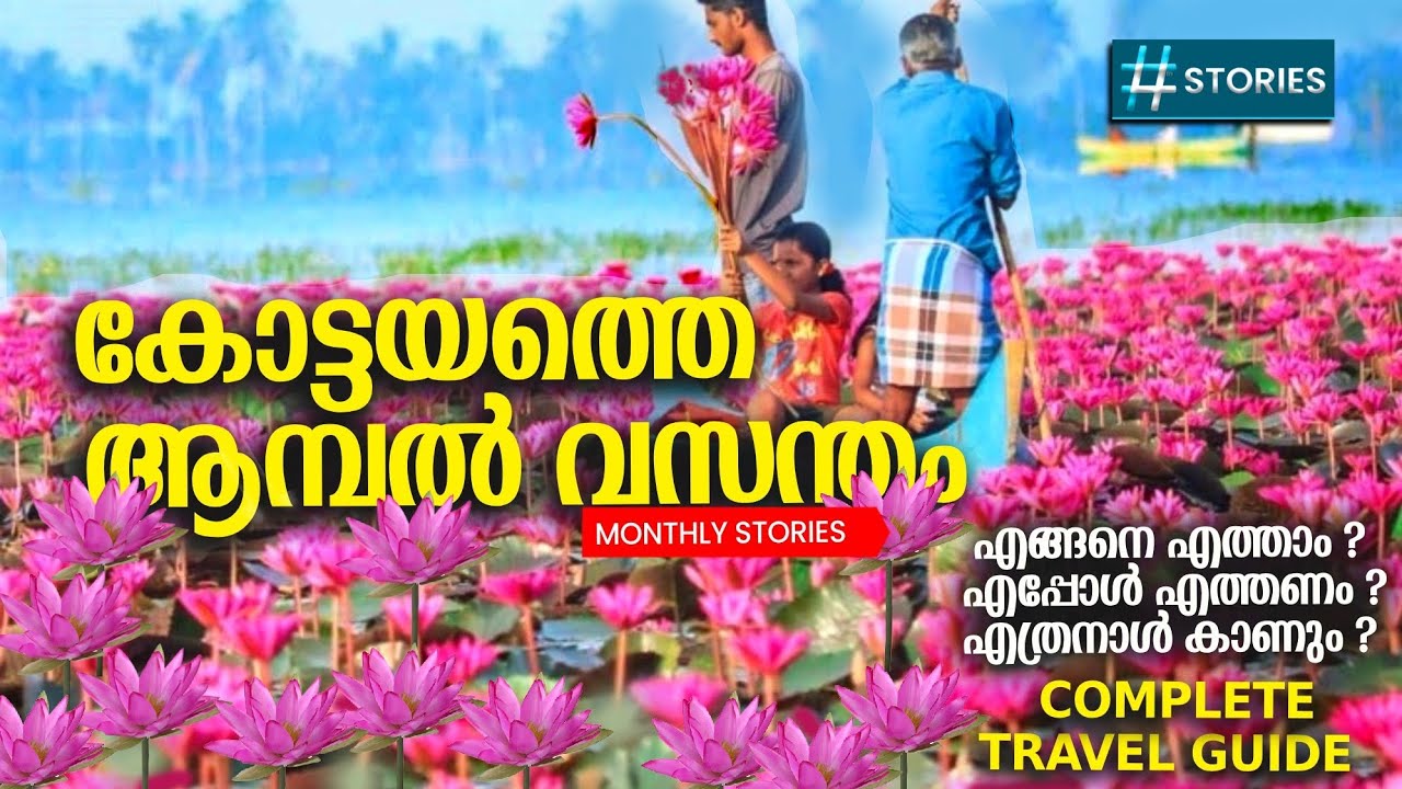 വീണ്ടും ഒരു ആമ്പൽ വസന്തം വന്നെത്തി | എല്ലാ വിവരങ്ങളും  ഈ  വീഡിയോയിൽ | Ambalpadam | Kottayam | Kollad