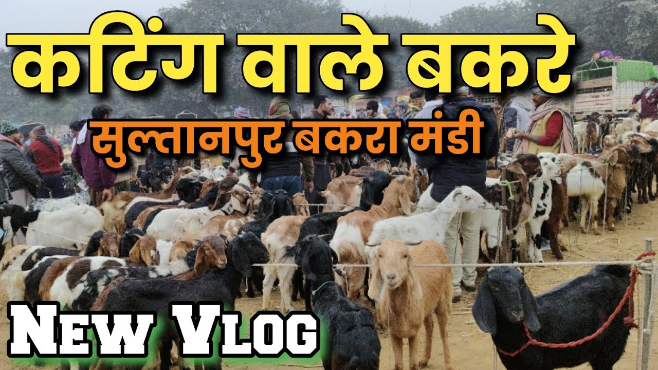 कम कीमत में ✓कटिंग वाले बकरे || सुल्तानपुर बकरा मंडी #bakramandi #goat #newvlog #youtubevlog  