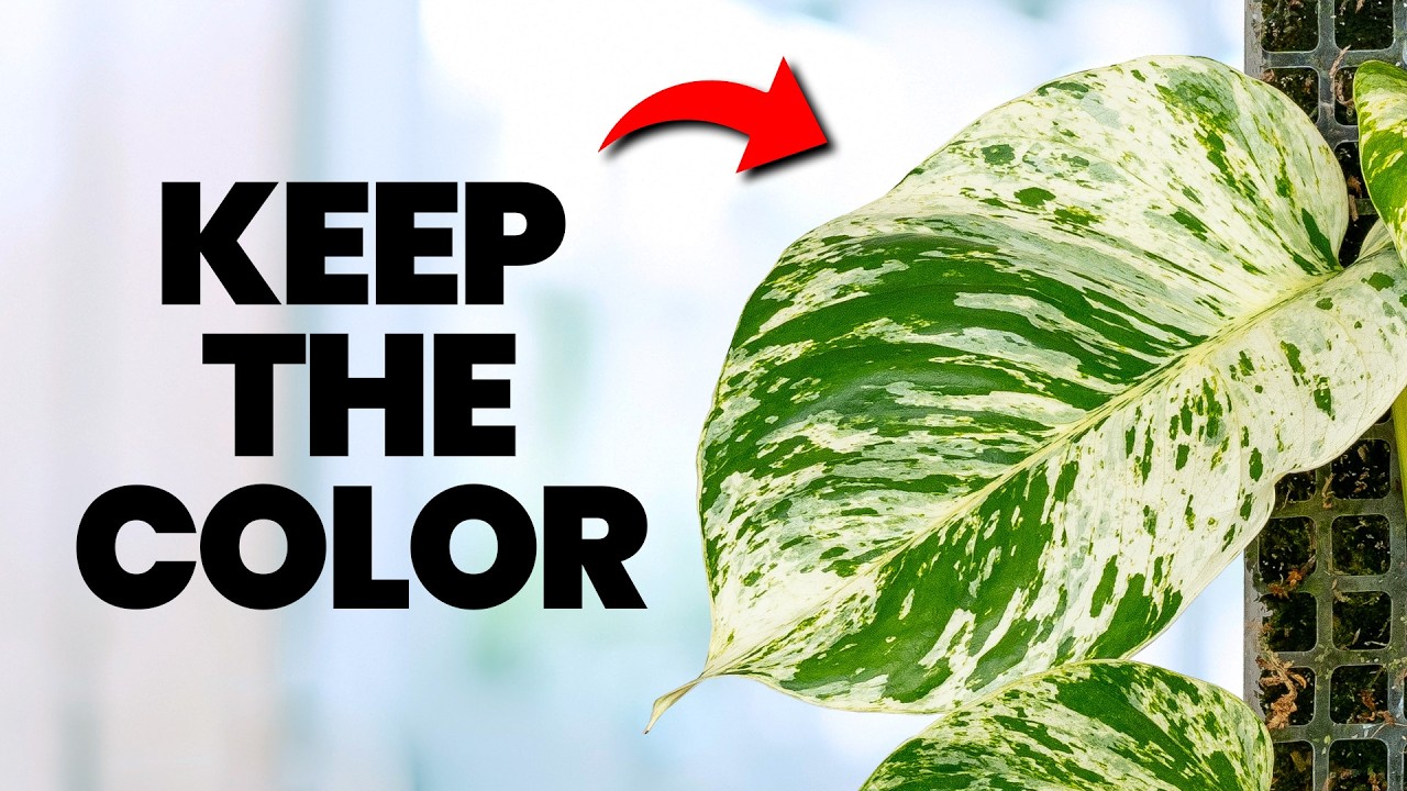 I Stopped Killing Pothos Plants Once I Knew This