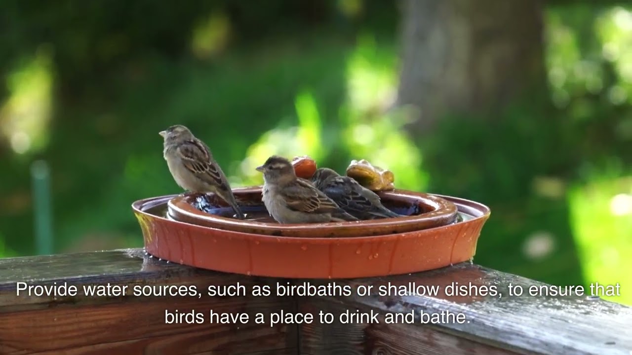 Birding For Beginners - Bird Informer