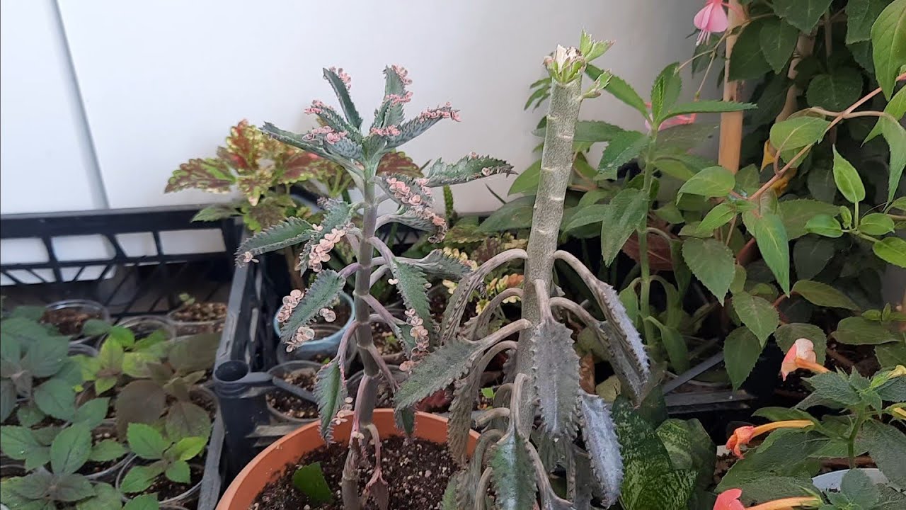 Pembe aşkıngözyaşı çiçeği... Kellesini keserek bol dallı olmasını sağlayabiliriz.