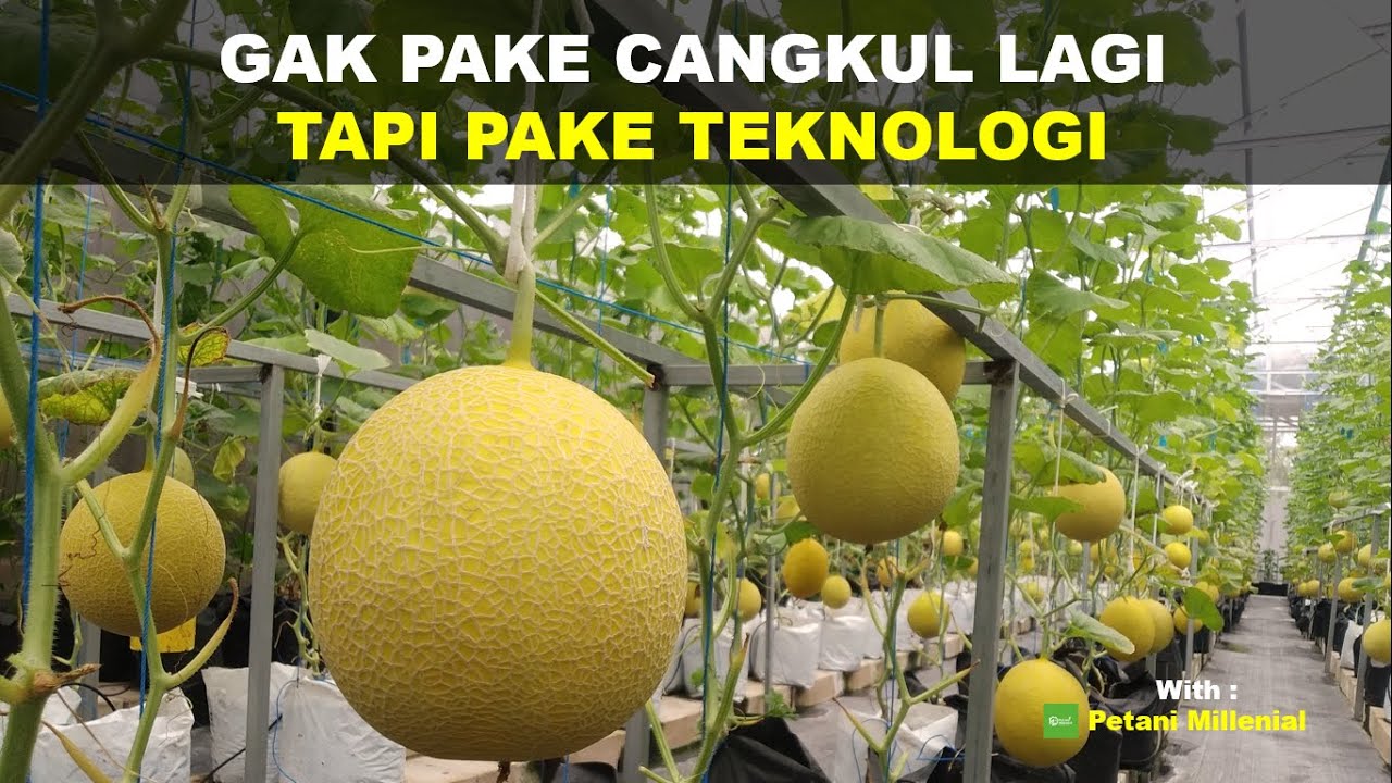 PERTANIAN MODERN !!! Budidaya Melon Hydroponik Dengan Teknologi Ala Petani Milenial | Ep 113