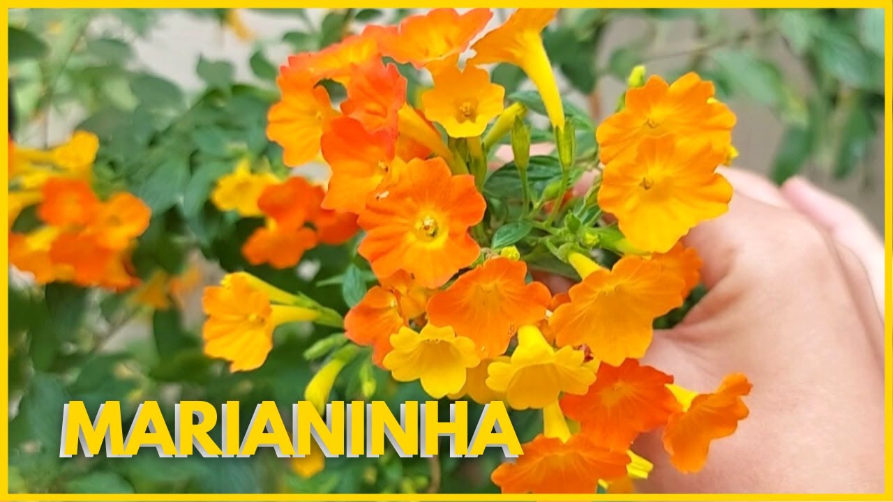 MARIANINHA - STREPTOSOLEN JAMESONII |Aprenda como cultivar a Marianinha um arbusto de flores lindas!