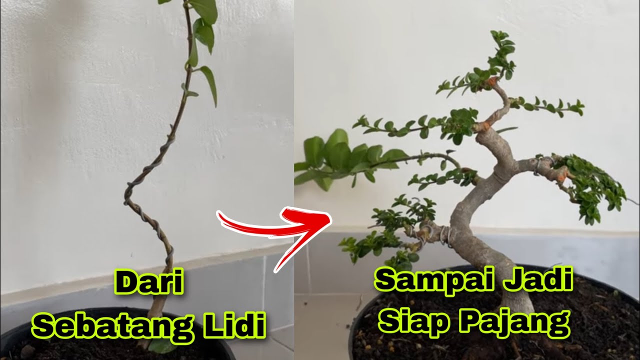 Proses membuat bonsai sancang dari sebatang lidi sampai jadi