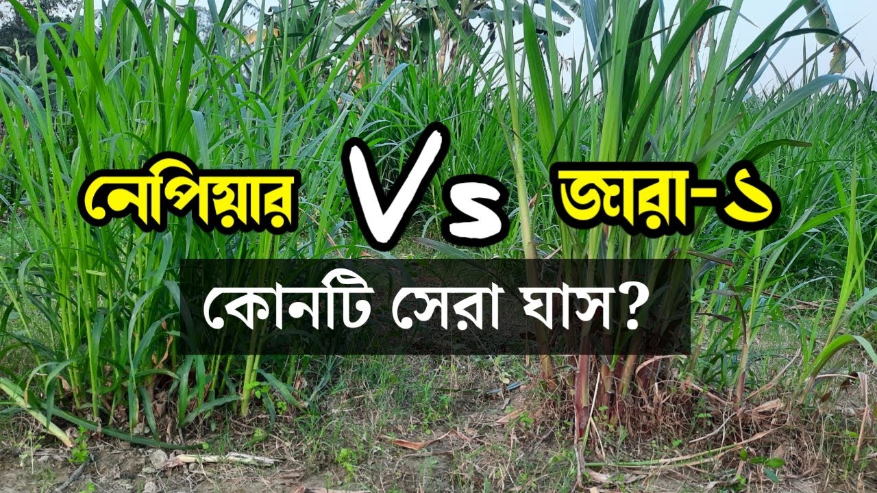 কোনটি জারা -১ হাইব্রিড ? কোনটি নেপিয়ার ঘাস । ২টি ঘাসের পার্থক্য কি ? ঘাস চাষ পদ্ধতি । zara grass bd.