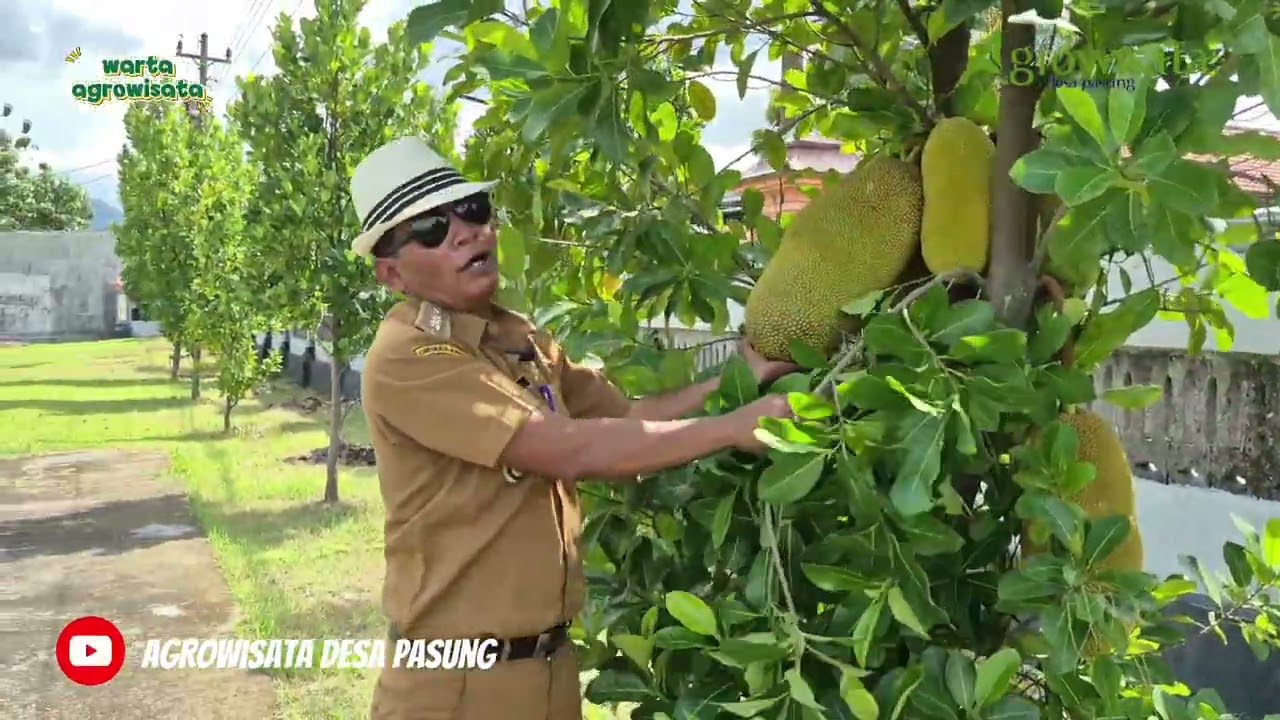 Buah Nangka sebagai Ikon Desa Pasung #wartaagrowisata #desapasung 