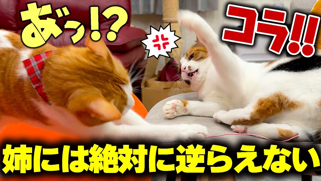 生意気な弟猫をボコボコにして恐怖を植え付けるお姉ちゃんが怖すぎました…