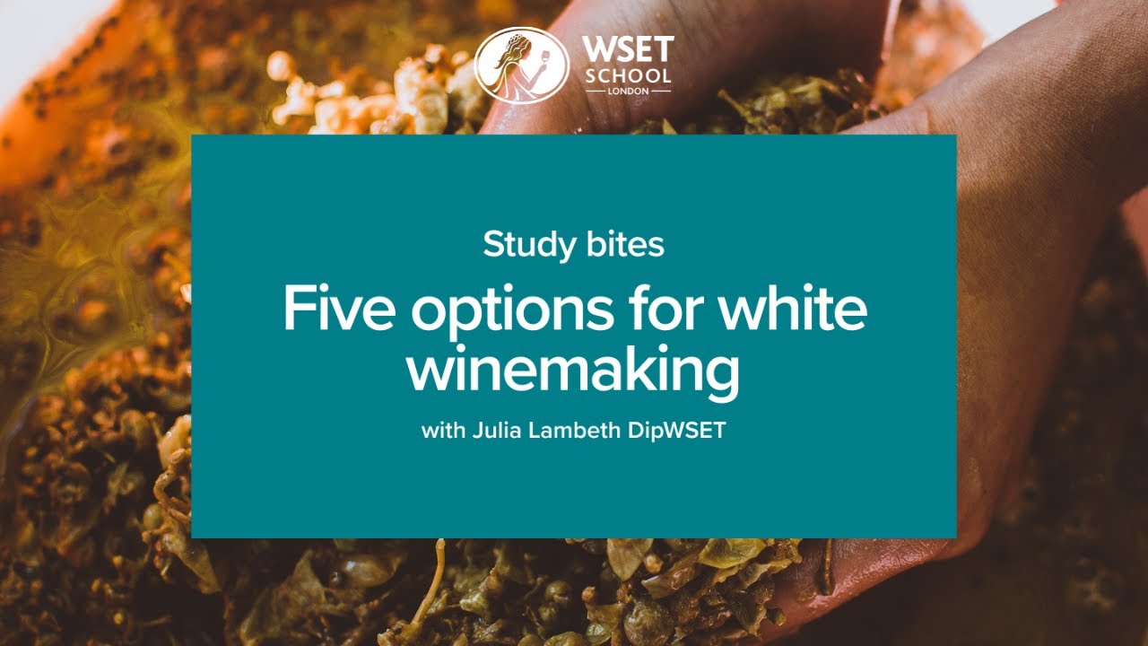 Study bites: five options for white winemaking (WSET Level 3 wine)