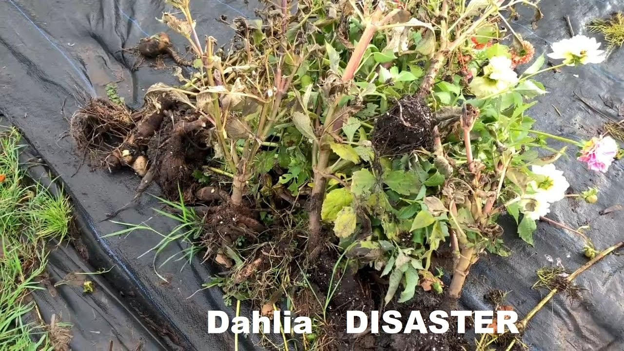 Dahlia DISASTER