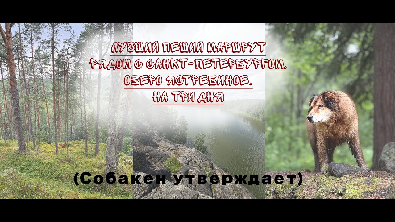 Озеро Ястребиное. Лучший пеший маршрут почти рядом с Санкт-Петербургом на три дня. Мы и собака)