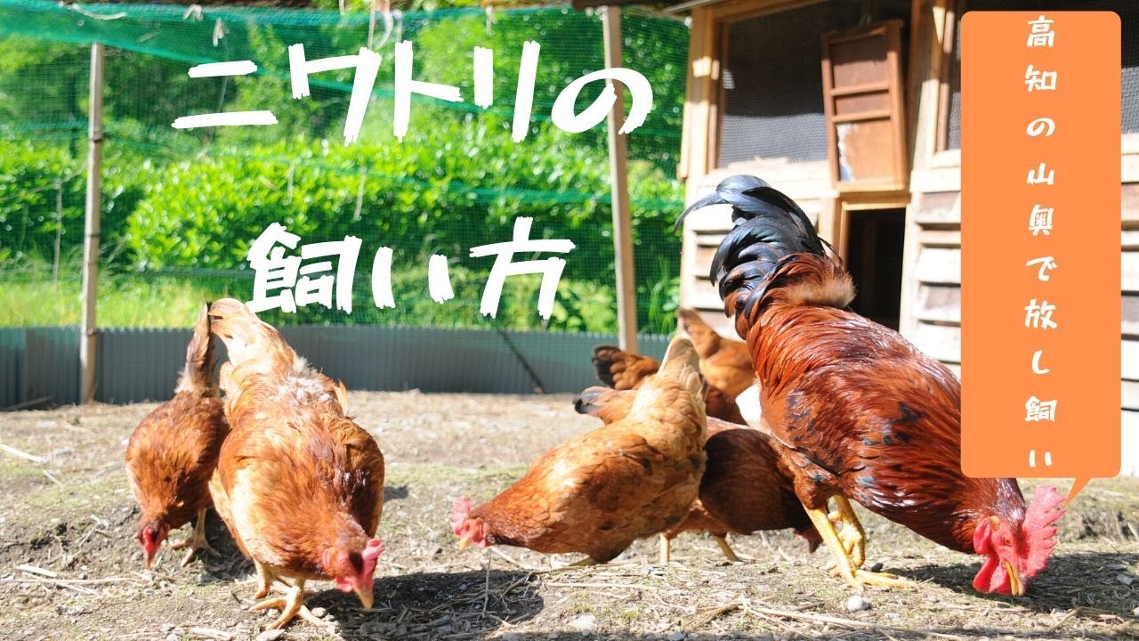 ニワトリの飼い方。餌やり、飼育環境など。小屋は夫婦でDIY！