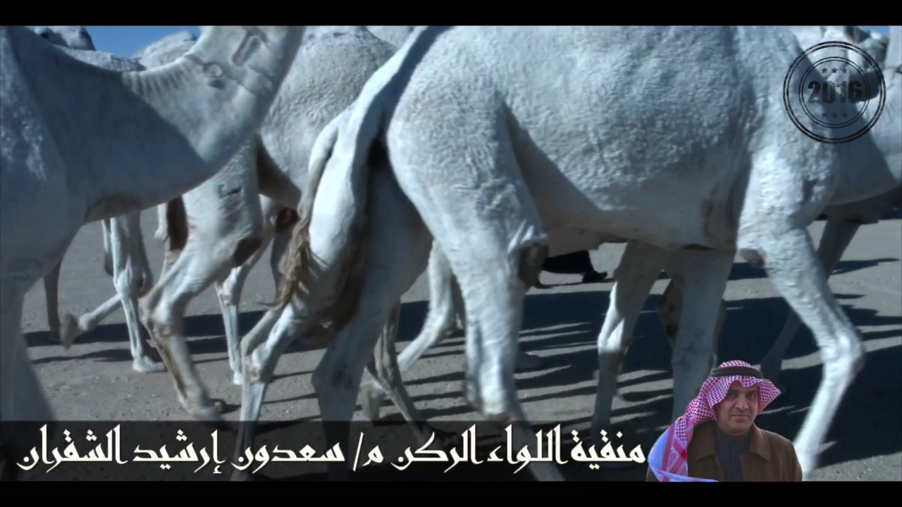 مزاين عنزه ٢٠١٦