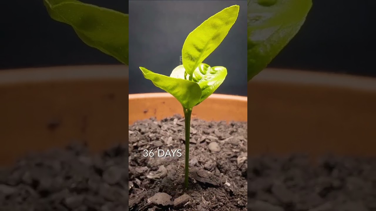 144 days in 30 seconds orange 🍊 tree #timelapse of orange