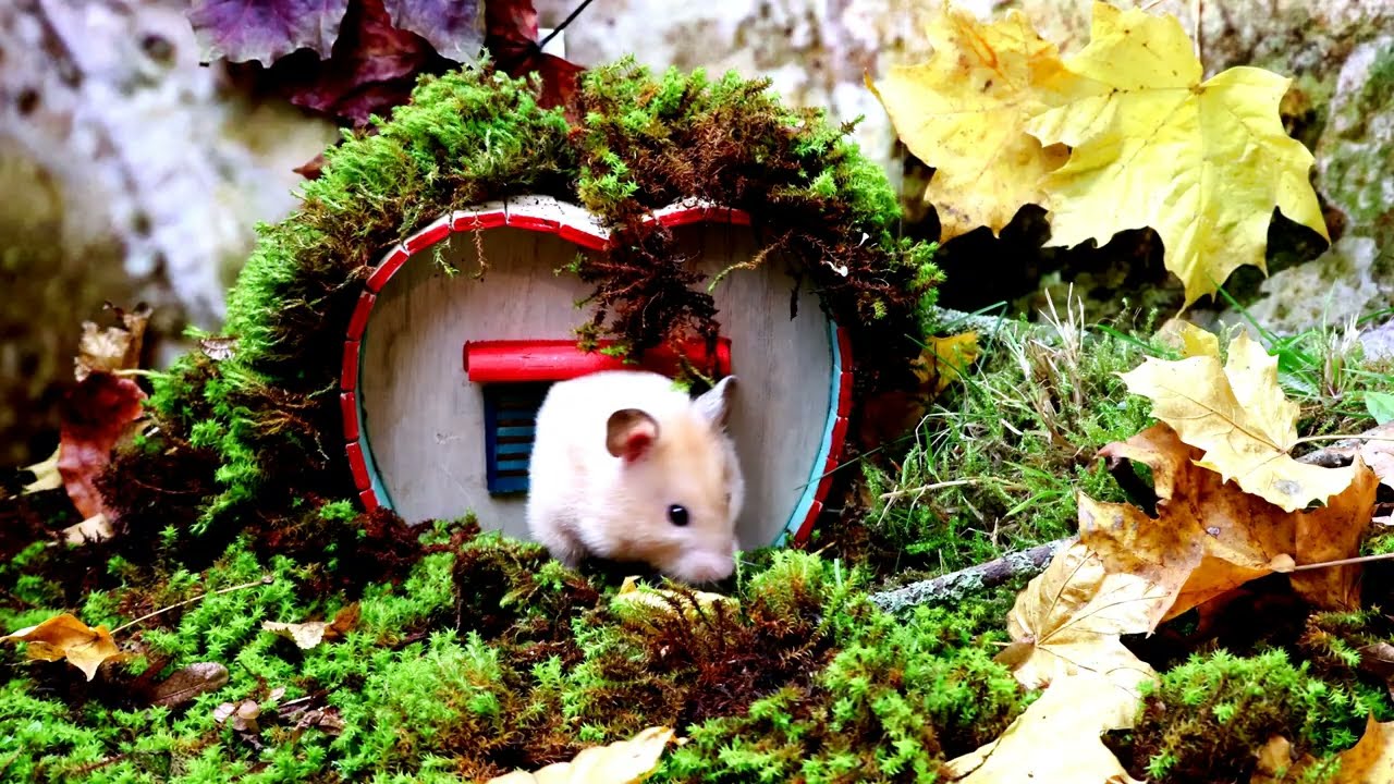 Hamster in an Autumn Adventure. / Der Hamster im herbstlichen Abenteuer.