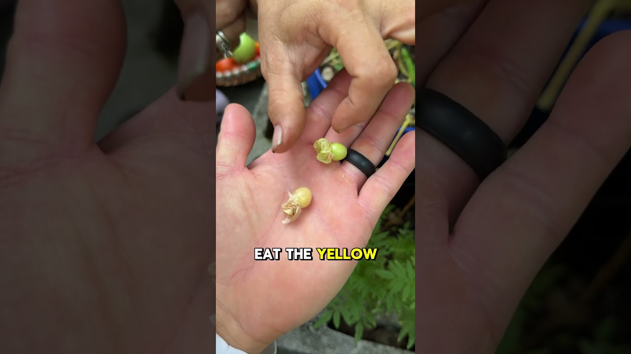 Harvesting and replanting our dying ground cherry plant 