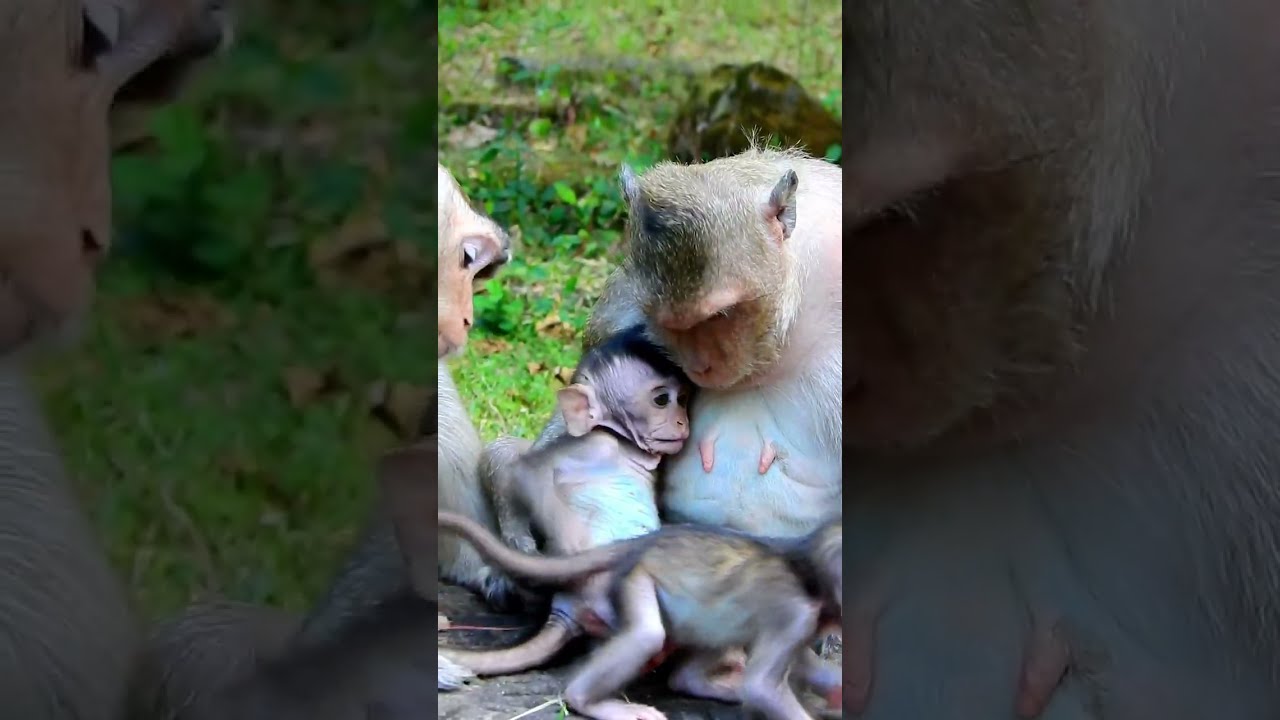 Lovely baby asks mum nursing full milk while sister want to playing with them.