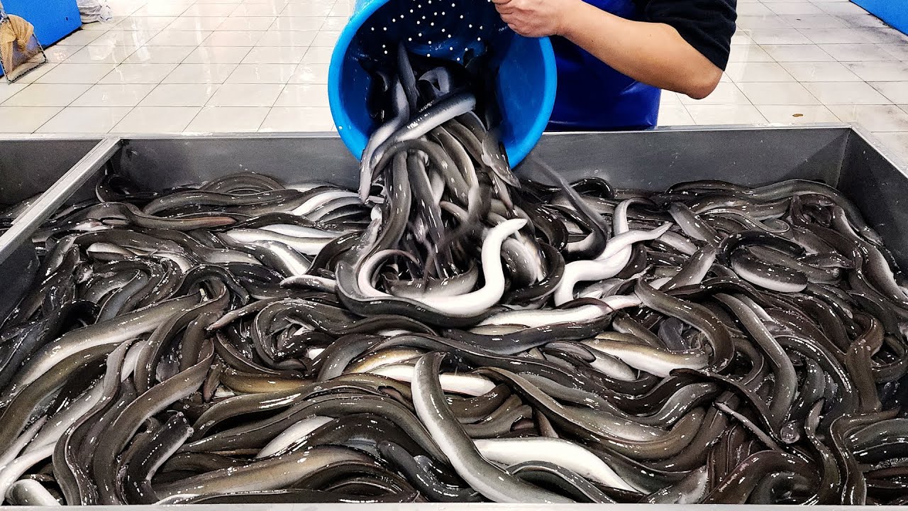 Король морепродуктов! Великолепный угольный жареный угорь, снежный краб, мастер суши, тунец, лосось