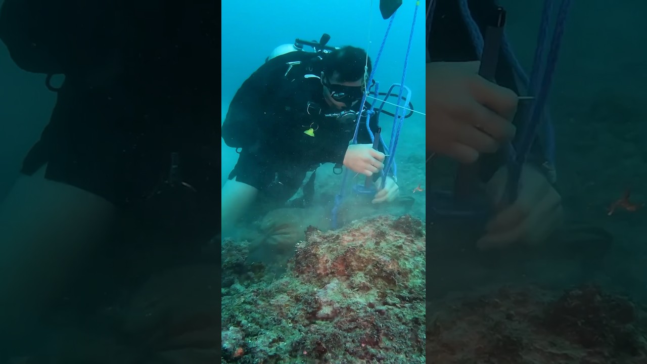 Clearing underwater explosives | Royal New Zealand Navy