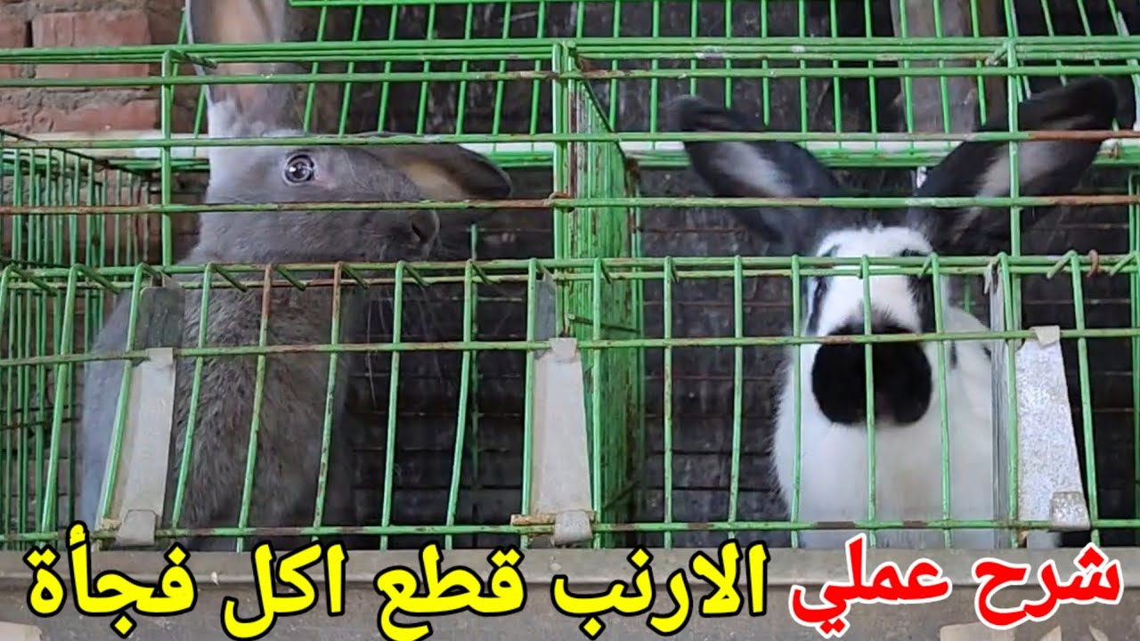 الارنب ضعف مرة واحدة وقطع الاكل  شوف اول سبب ممكن تلحقه وتحافظ عليه