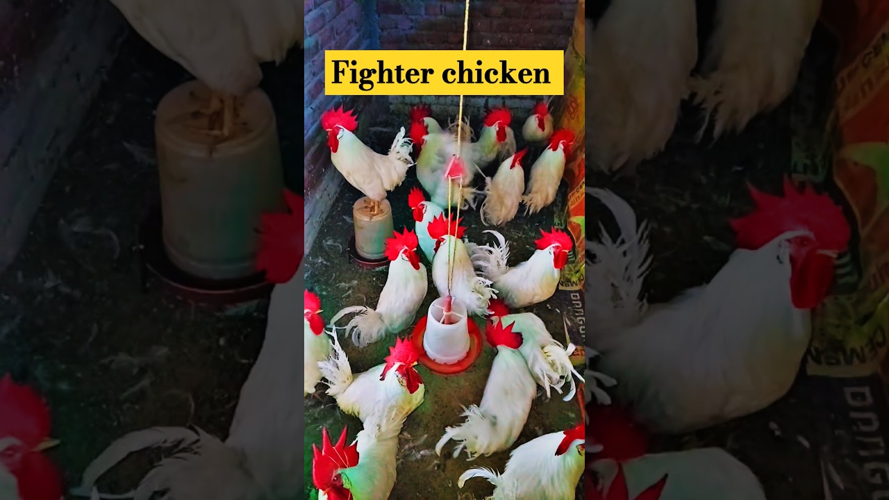 Fighter chicken recipe!! #newminivlog #shortvideo #food #viralvideo
