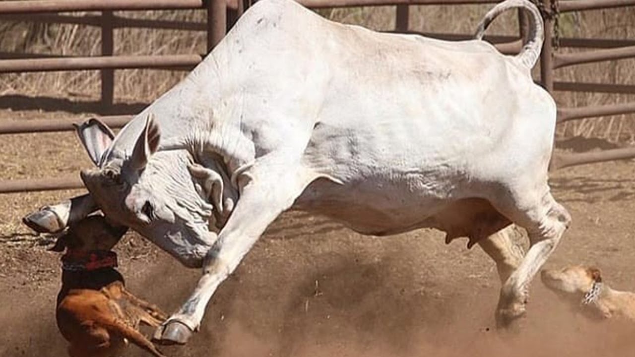 NELORES PELO BRASIL 🐮  BICHO BRUTO DEMAIS