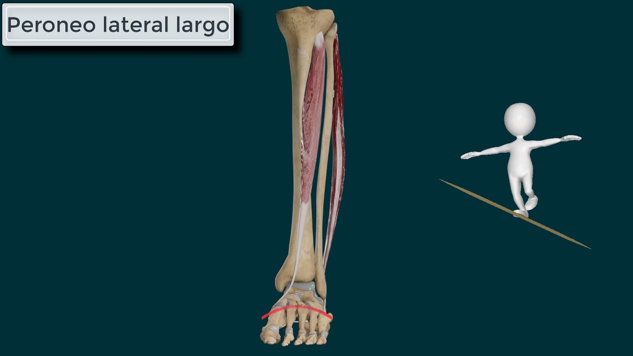 Peroneo Lateral Largo. Origen, Inserción, Función e Inervación