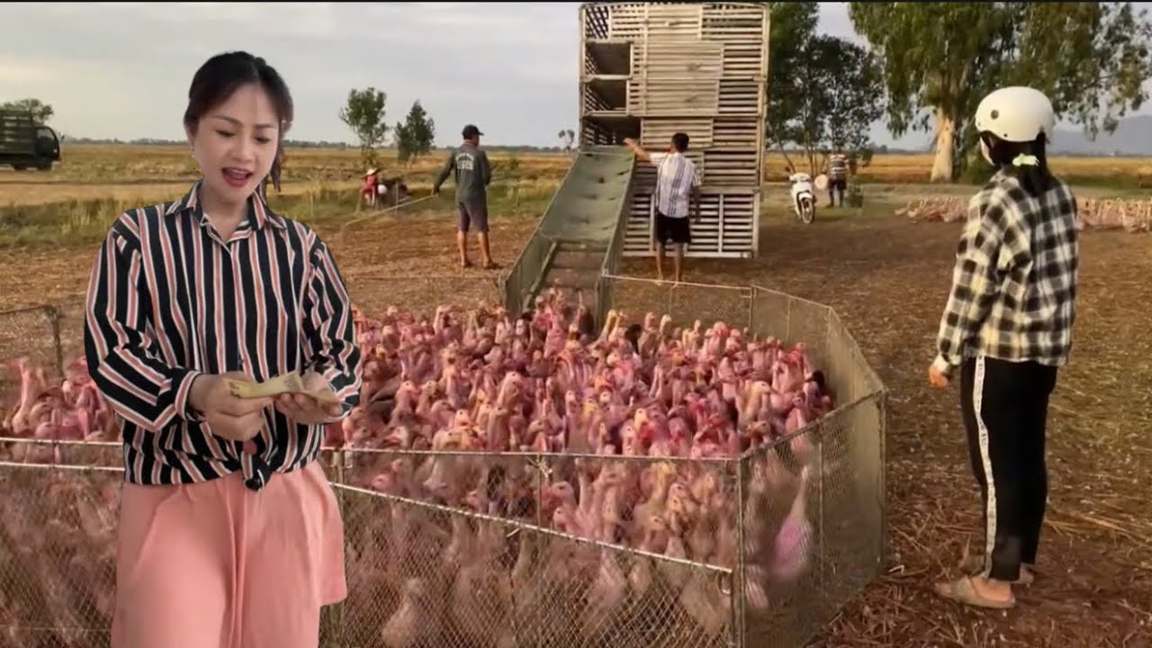 Full video: Owner herds ducks onto truck for migration to a new land.