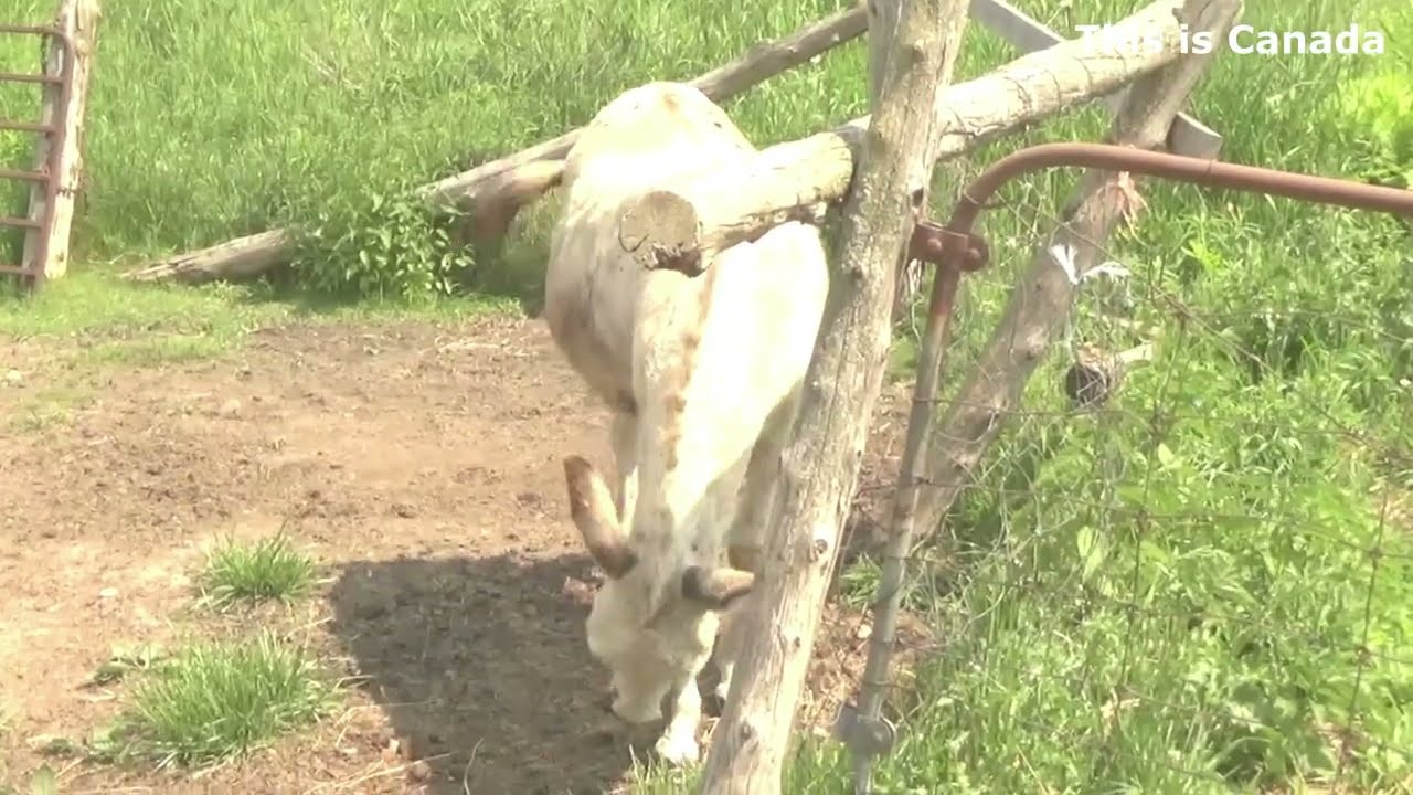 Morning activity of a single donkey.