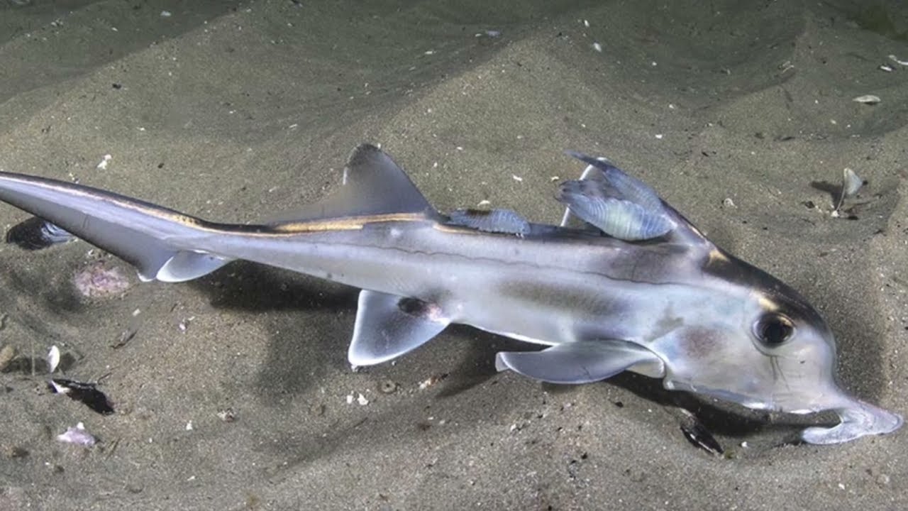 The Elephant Shark