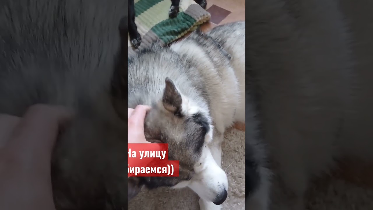 #хаскироссии
