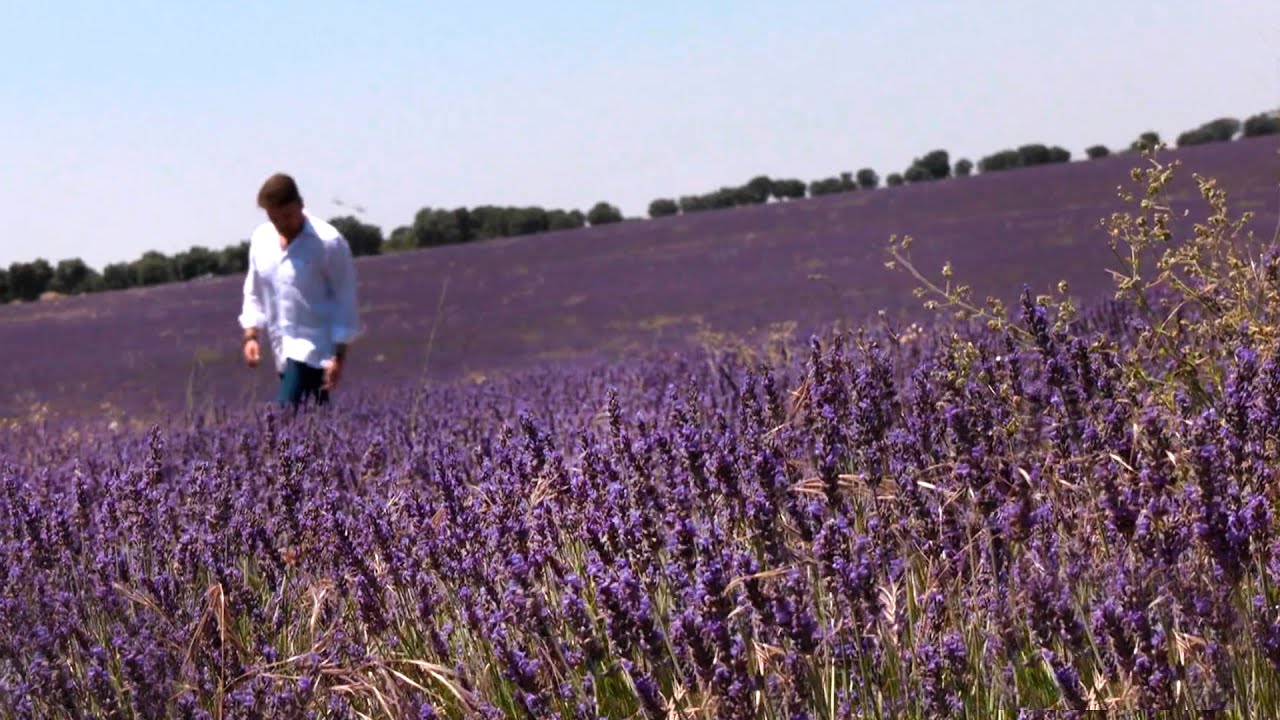 Brihuega celebra una nueva edición del Festival de la Lavanda
