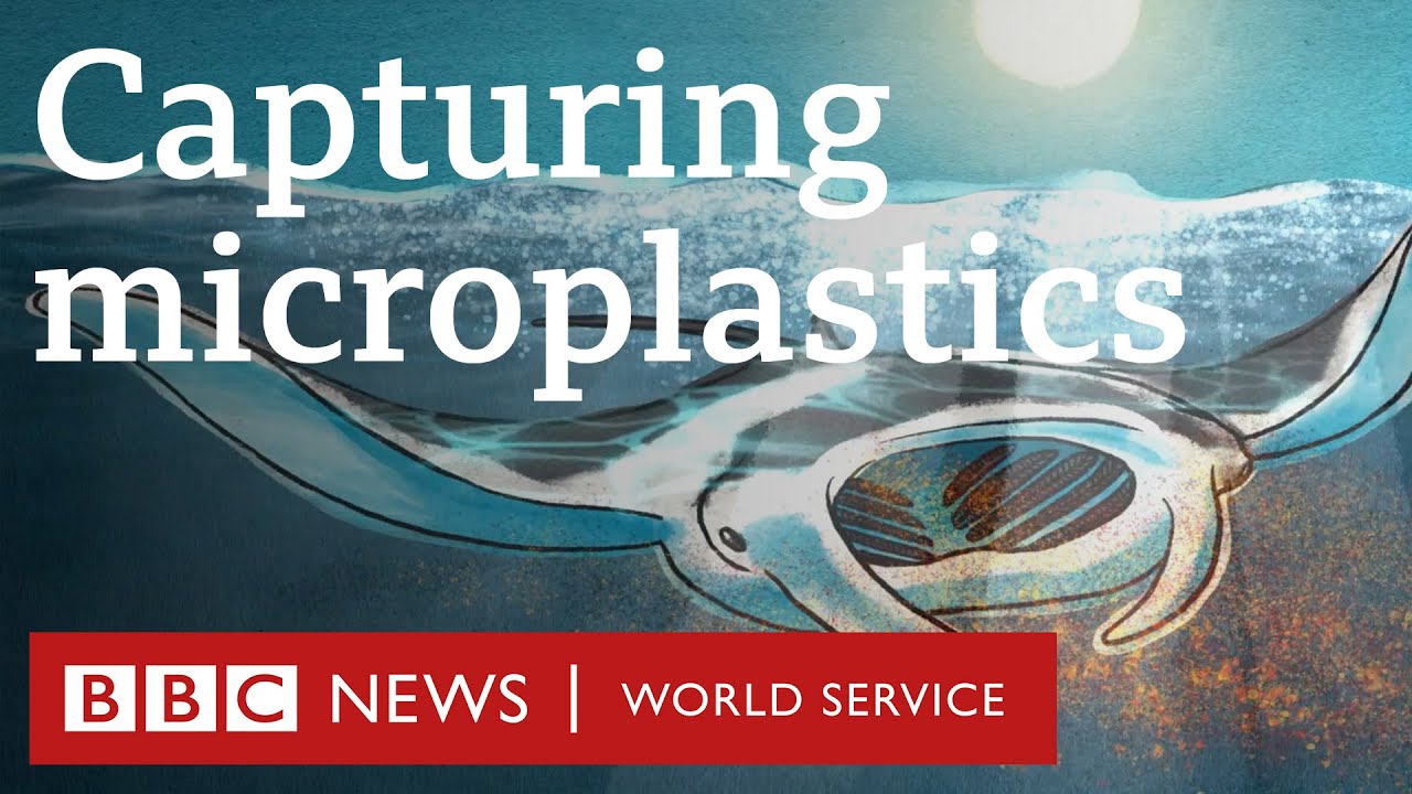 Manta rays inspire a new device to filter microplastics - BBC World Service
