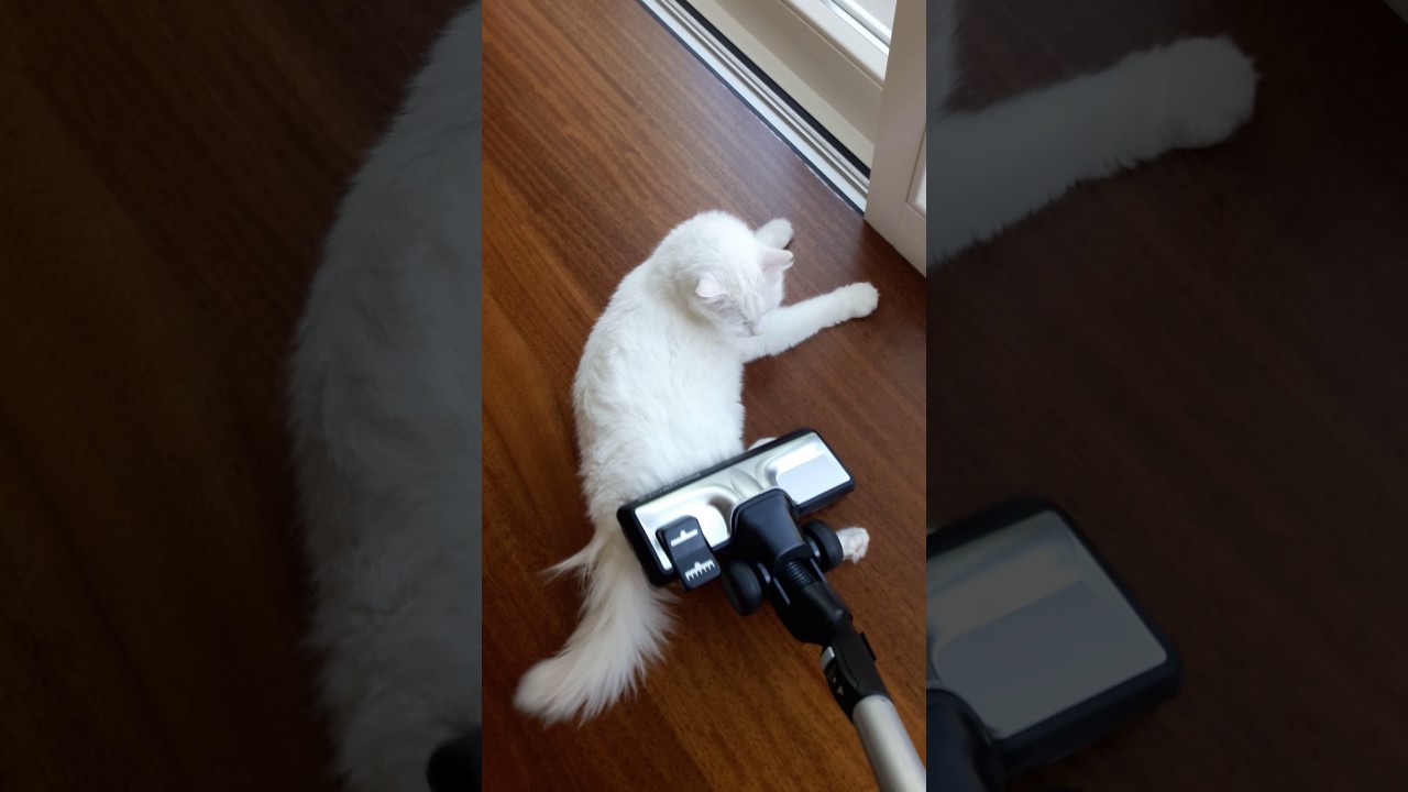 Süpürge delisi ankara kedisi