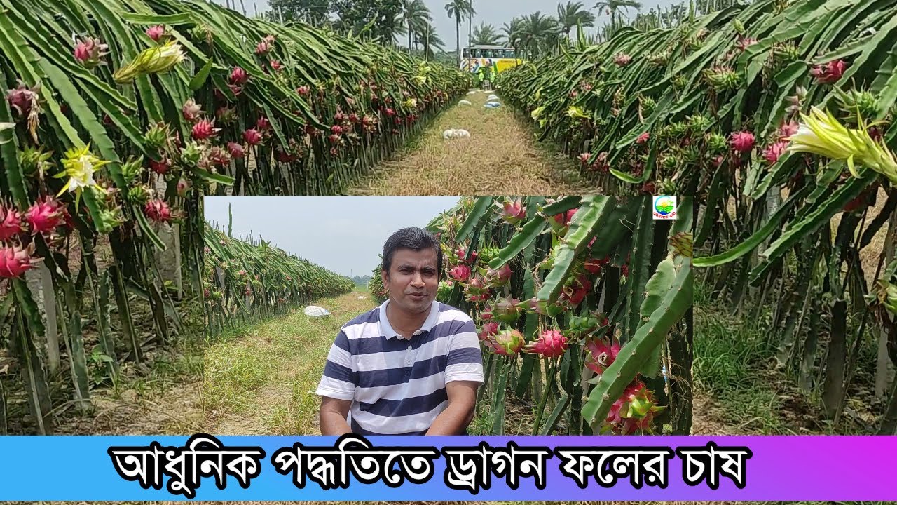 নতুন এবং আধুনিক পদ্ধতিতে ড্রাগন চাষ। আলট্রা হাইডেনসিটি ড্রাগন চাষ। 10 বিঘা জমিতে কোটি টাকা আয়।